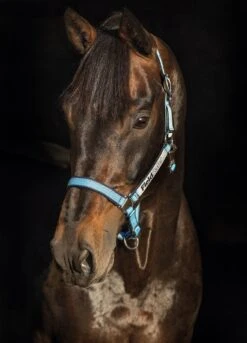 Horseware Fieldsafe Headcollar - Navy/Baby Blue