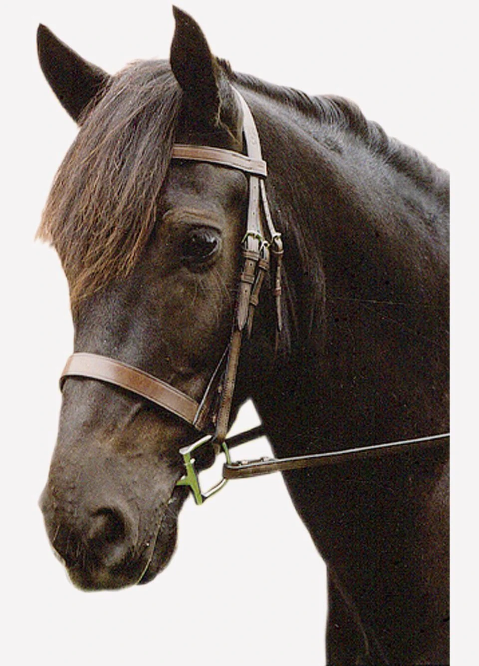 Sabre Eton Snaffle Bridle - Havana