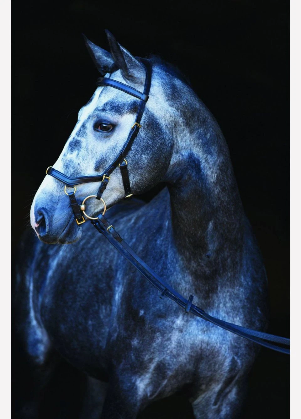 Rambo Micklem Multi Bridle - Black