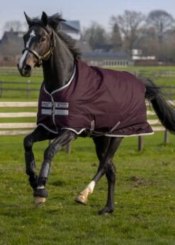 Amigo Hero Ripstop 50g - Fig