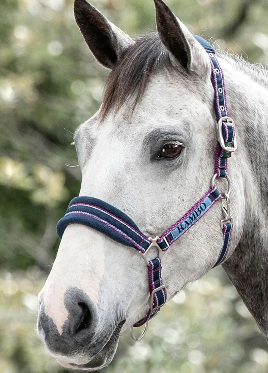 Rambo Padded Headcollar - Navy/Burgundy