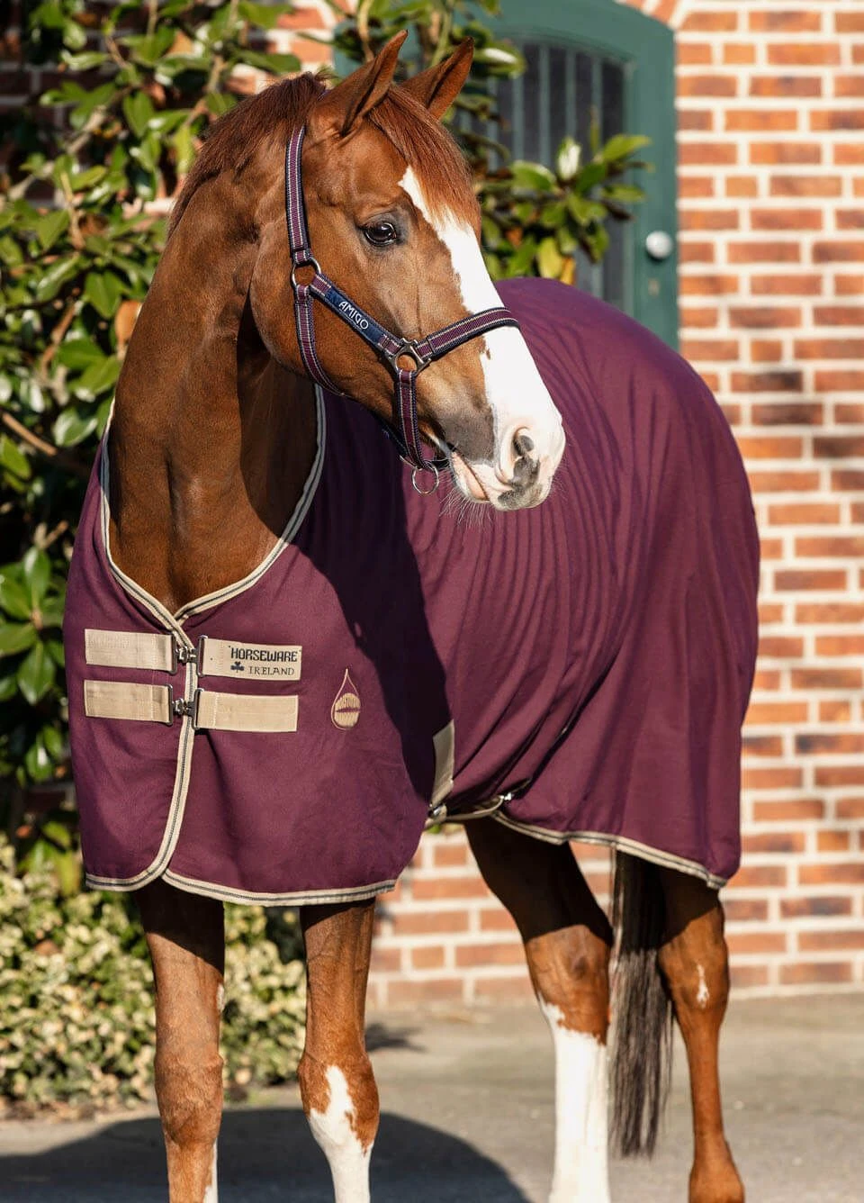 Amigo Jersey Cooler - Fig