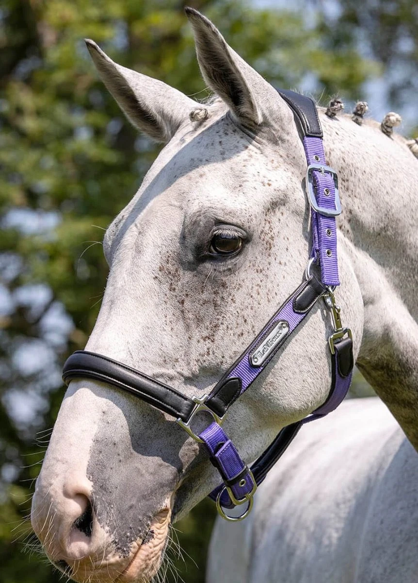 LeMieux Capella Headcollar - Bluebell