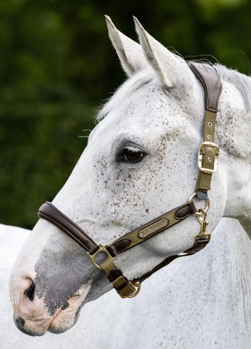 LeMieux Capella Headcollar - Forest