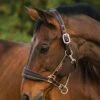 Rambo Padded Headcollar - Witney Gold