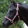 Weatherbeeta Coordinate Headcollar - Ruby