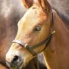 Shires Velociti GARA Leather Foal Slip - Havana