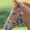 Shires GARA Adjustable Leather Headcollar - Havana