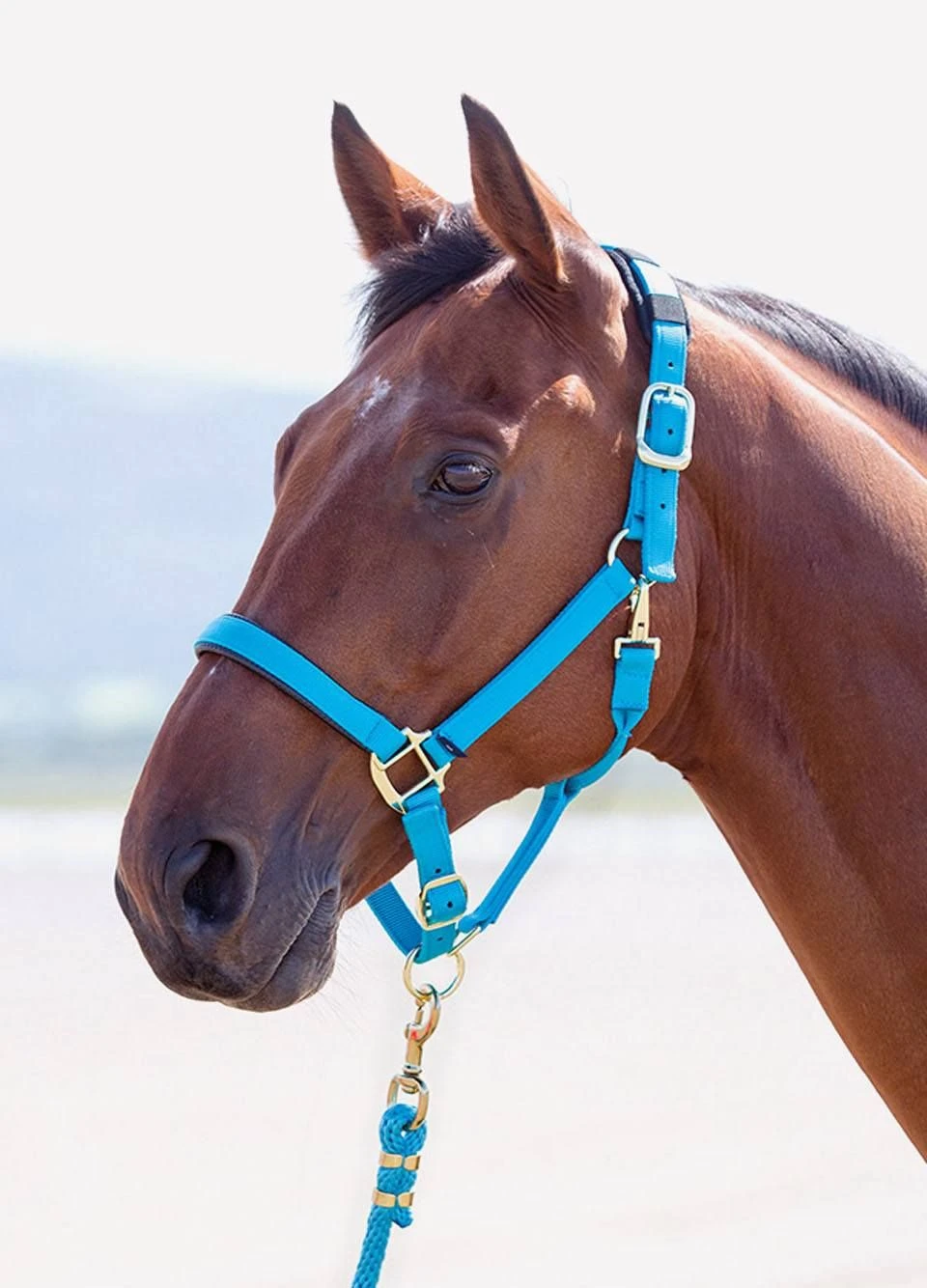 Shires Topaz Padded Headcollar - Bright Blue