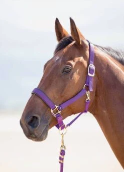 Shires Topaz Padded Headcollar - Purple