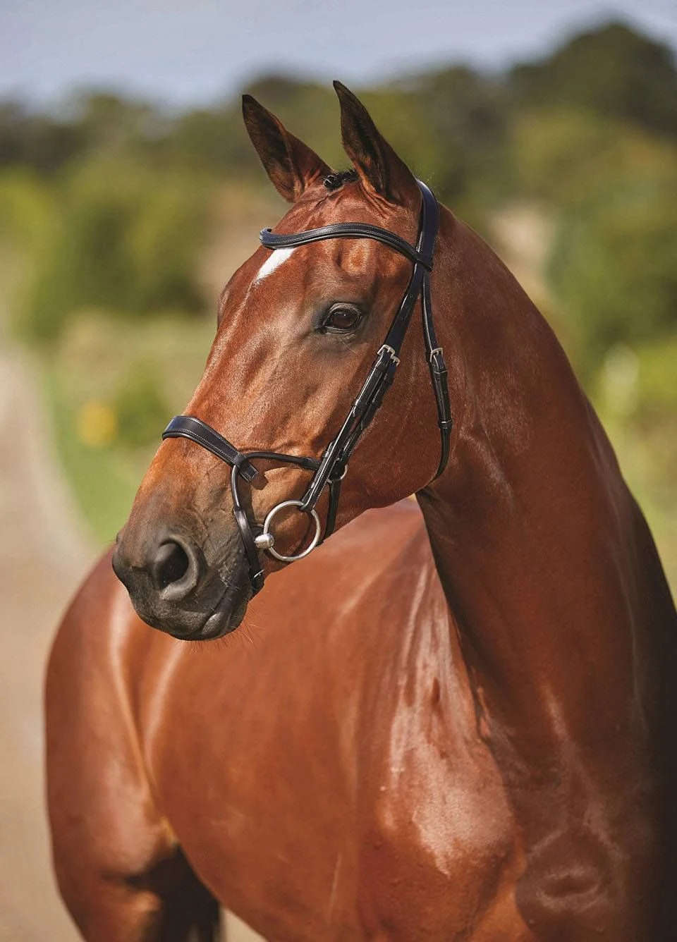 Collegiate Comfitec Training Bridle - Black